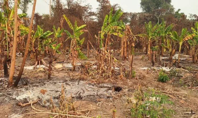 Roraima sofre com incêndios e ondas de calor