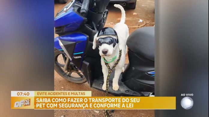 Saiba como fazer o transporte de pets com segurança e conforme a lei - Brasília