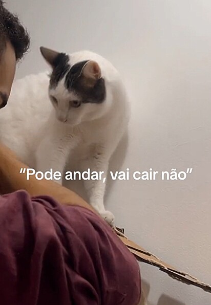 O gato se recusanodo a caminhar no brinquedo.