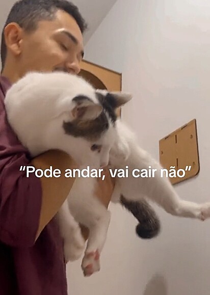 Quando o brinquedo caiu, o tutor pegou o gato no ar.