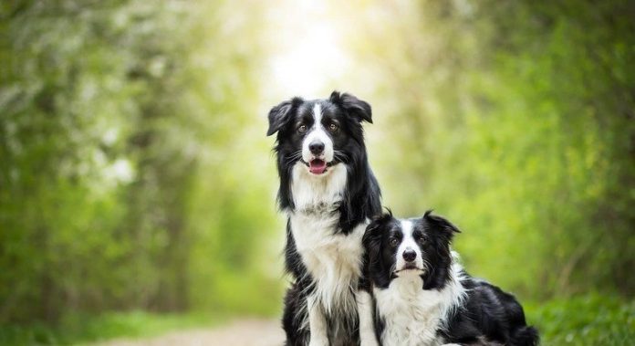 Vai adotar um cachorro? Veja o que muda entre machos e fêmeas - Economia