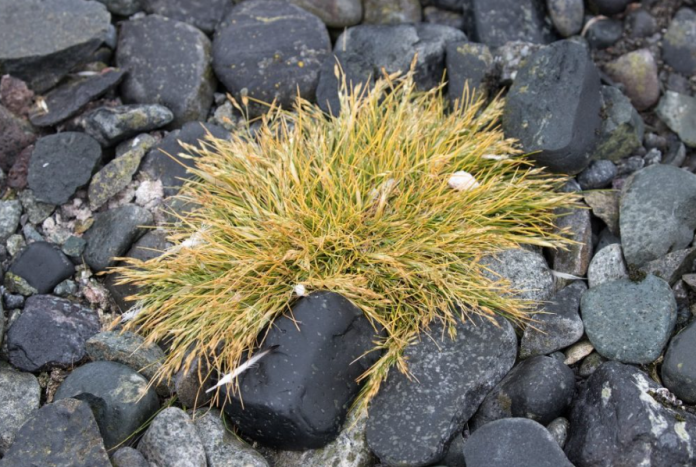 Alerta! Plantas nativas se espalham pela Antártida e preocupam cientistas