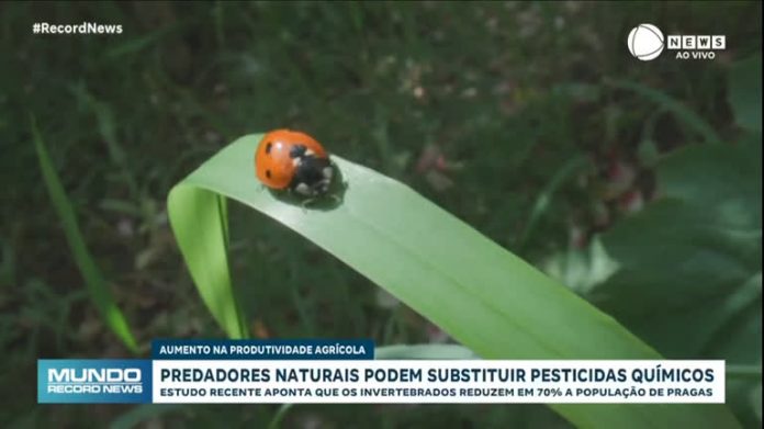 Animais predadores podem substituir pesticidas químicos e aumentar produtividade de colheita - Notícias