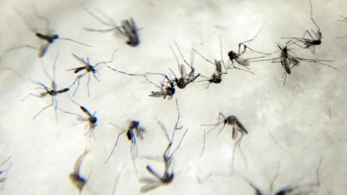 Anvisa estuda liberar venda de autoteste para detectar dengue - Notícias