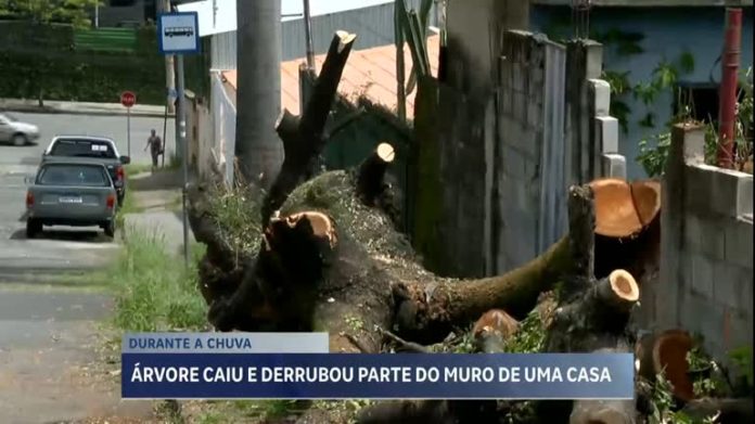 Árvore cai e derruba parte de muro na região oeste de BH