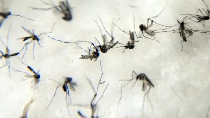 Brasil registra 44 mortes e mais de 20 mil casos de dengue em um dia - Notícias