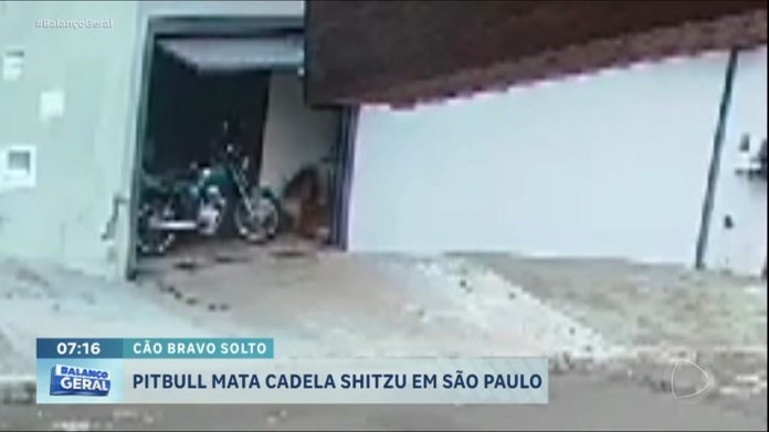 Cachorrinha morre atacada por pitbull no interior de São Paulo - RecordTV