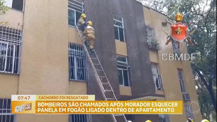 Cachorro é resgatado em incêndio em apartamento na Asa Sul (DF) - Brasília