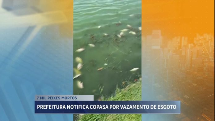 Cerca de 7.000 mil peixes são encontrados mortos na Lagoa da Pampulha, em BH