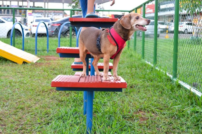 Comitê fortalece luta pela proteção de animais