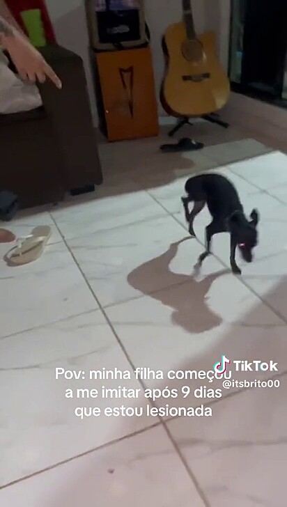 A pinscher é muito esperta.