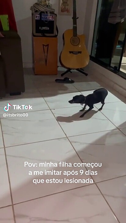 Após observar e aprender, Giovana mostrou sua pata direita lesionada também.