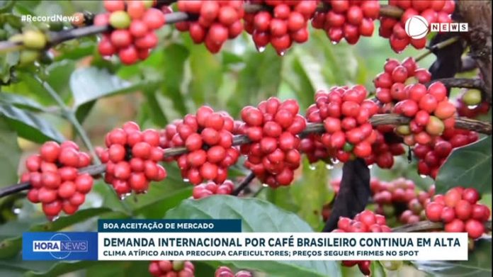 Demanda internacional por café brasileiro continua em alta - Notícias