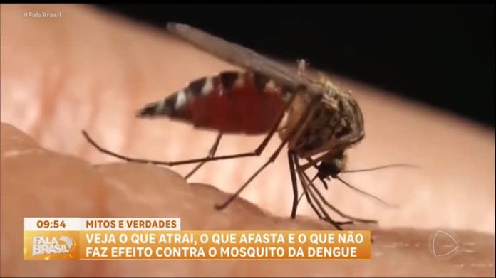 Dengue: especialista esclarece mitos e verdades sobre o que atrai ou afasta o mosquito - RecordTV