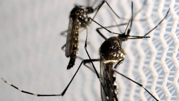 Dengue no DF: Número de mortes pela doença chega a 77, segundo Ministério da Saúde - Notícias