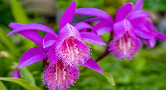 Descubra os Segredos da Orquídea-Pavão (Pleione formosana) - Economia