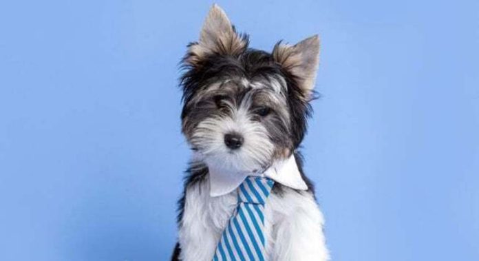 Descubra se filhote de cachorro pode comer frutas e legumes! - Cidades