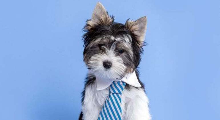 Filhote de cachorro pode comer frutas e legumes? Filhote de cachorro pode comer frutas e legumes?