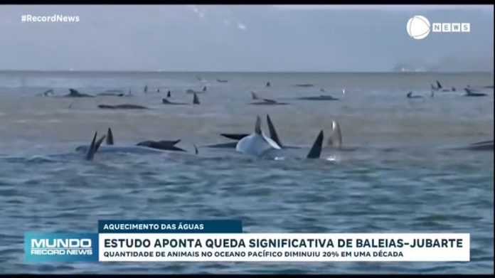Estudo aponta queda significativa no número de baleias-jubarte na última década - Notícias
