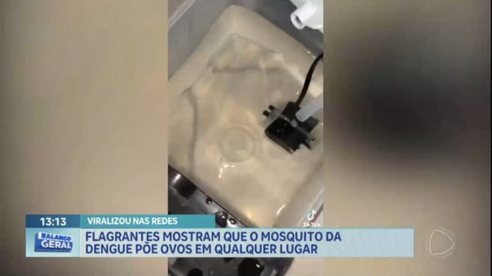 Flagrantes mostram focos da dengue em locais inusitados - Brasília