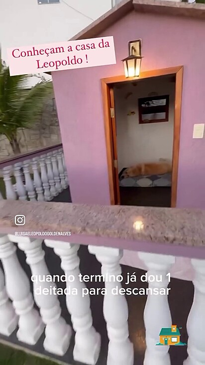 O cão tem uma cama confortável só para ele.