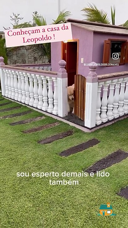 O cão tem liberdade para entrar ou sair da casa quando quiser.