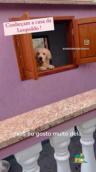 Ele adora cuidar da vida dos tutores pela janela da sua casa.