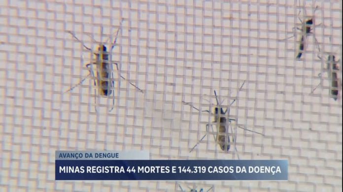 Minas Gerais registra 44 mortes e mais de 144 mil casos de dengue