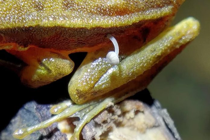 Mistério! Cogumelo brota no corpo de sapo e intriga cientistas