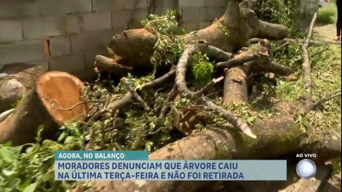 Moradores denunciam demora na retirada de árvore caída em BH