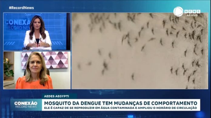 Mosquito da dengue age de dia ou à noite, alerta médica infectologista - Notícias