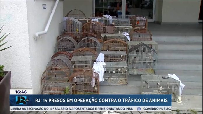 Operação contra tráfico de animais prende 14 pessoas no Rio de Janeiro - JR 24H