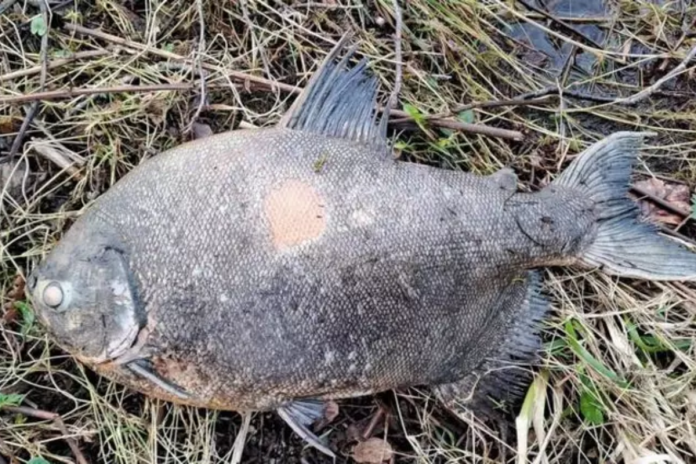 Peixe brasileiro 'invade' lago na Irlanda e causa espanto