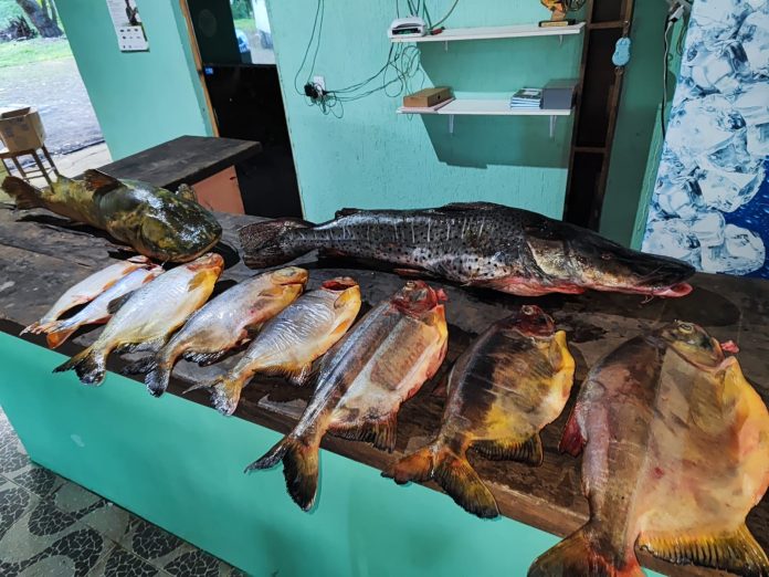 PMA aplica R$ 53, 6 mil em multas no 1º fim de semana de pesca aberta - Geral