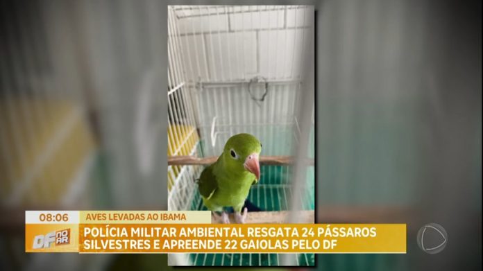 Polícia Militar Ambiental resgata 24 pássaros silvestres no DF - Brasília