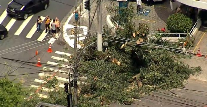 Queda de árvore bloqueia Rua Maria Cândida na Vila Guilherme