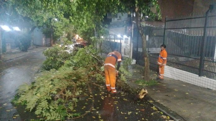 Queda de árvore na Rua Babaçú na Ilha do Governador