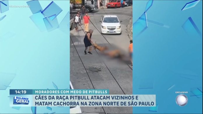 SP: moradores da zona norte se preocupam com ataques de pit bulls - RecordTV