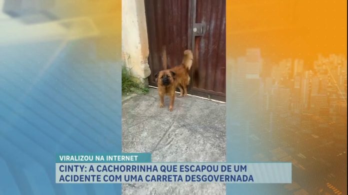 Vídeo de cachorro 