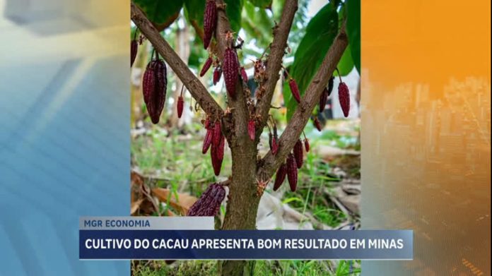 MGR Economia: cultivo de cacau apresenta bons resultados em MG